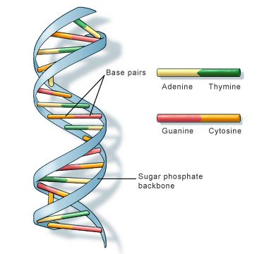 What is DNA (डीऑक्सीराइबोन्यूक्लिक एसिड) ? जानिये, इसकी खोज, संरचना और कार्य |_50.1
