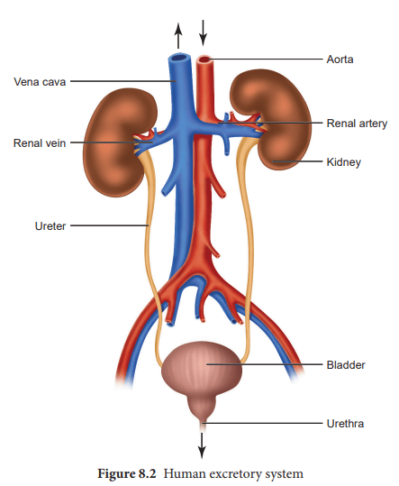 मानव शरीर और उसके अंग : यहाँ देखें मानव शरीर के अंग और इसके कार्य की विस्तृत जानकारी_90.1