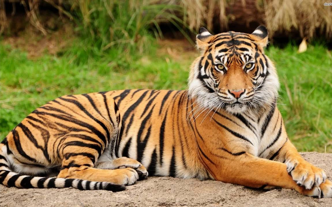 भारत का राष्ट्रीय पशु: रॉयल बंगाल टाइगर